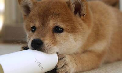 Dogecoin: Can it remain socially relevant, despite DOGE’s holders