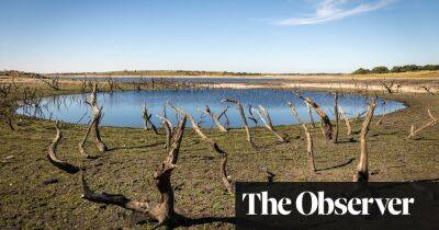 Drought threatens England’s fruit and vegetable crop next year, says report