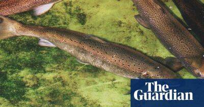 Scottish farmed salmon industry using loopholes to cover up harm, report alleges