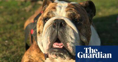 ‘I’ve lost my best mate’: the owners forced to give up their pets in the cost of living crisis
