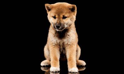 Assessing Shiba Inu’s [SHIB] probable response to this breakout