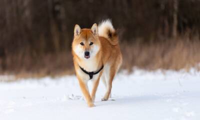 Shiba Inu: What new listing on Brazil’s Foxbit means for investors