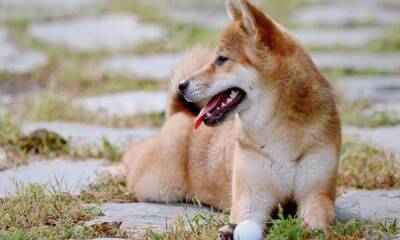 Shiba Tron: Why you need to be wary of the latest puppy in the market