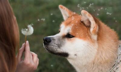 Dogecoin to the moon again? Anomalies point to an explosive move favoring…