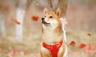Is Shiba Inu’s ‘James Bond’ role outshining other altcoins