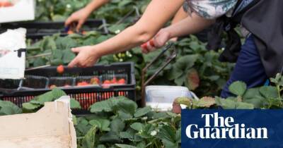 Ukrainian workers flee ‘modern slavery’ conditions on UK farms
