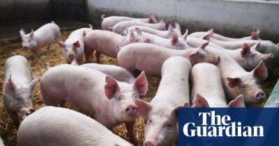 Tesco to pay out more to pig farmers as industry warns of ‘critical’ situation