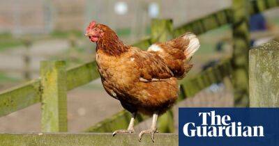 Egg prices could rise for UK consumers as farmers cut flock numbers