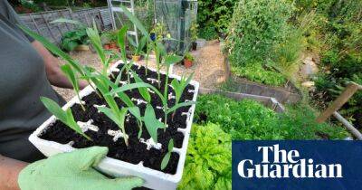 A fresh approach: cut food bills by growing your own fruit and veg