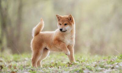 Shiba Inu: Here’s how SHIB could react to the ongoing skepticism in the market