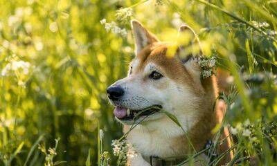 Dogecoin was perched atop $0.08 and selling pressure could mount at…