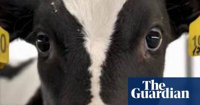UK watchdog bans vegan TV ad for showing violence towards animals