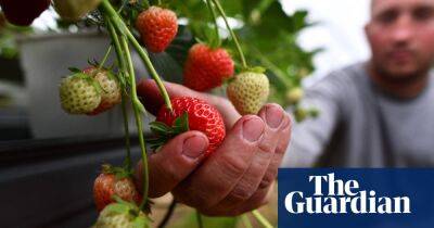 A greener greenhouse: solar panels trialled on Wimbledon berries farm