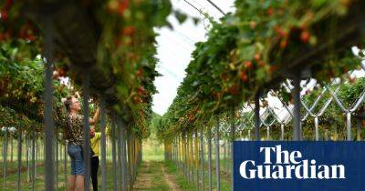 Prices fall as UK heatwave produces glut of soft fruit