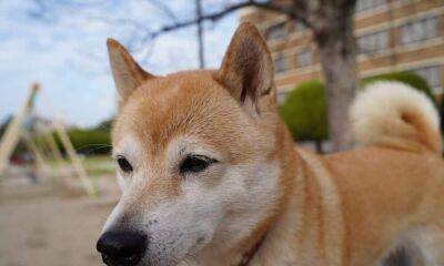 Shiba Inu traders must know this before squaring off their position