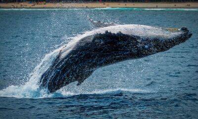SHIB has $548.6m share in ETH whales’ portfolio- traders should beware of…