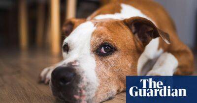 Britons struggle to cover costs when pets die as bills soar