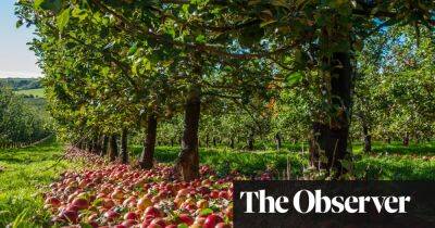 English craft cider producers demand the same protection as champagne
