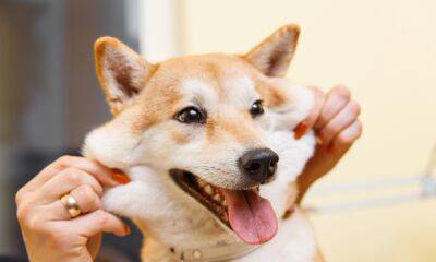 Shiba Inu [SHIB]: Evaluating positive effects of this pattern’s break