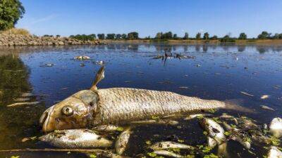 Mass fish die-off in German Polish river worries conservationists