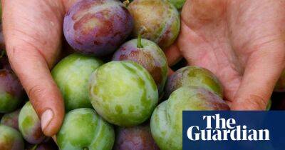 Why UK farms are recruiting fruit pickers from 7,000 miles away
