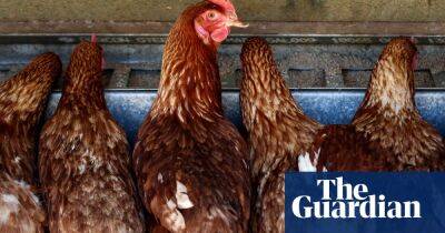 Egg shortage hits Australia as supermarket shelves go empty