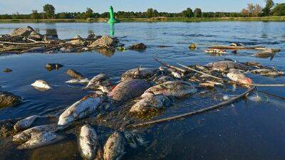 Oder river fish die-off remains a mystery as new details emerge