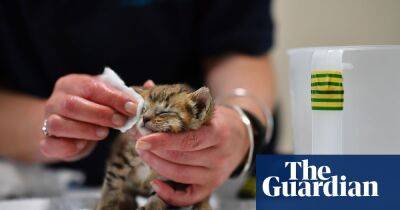 RSPCA shelters ‘drowning’ in animals amid cost of living crisis