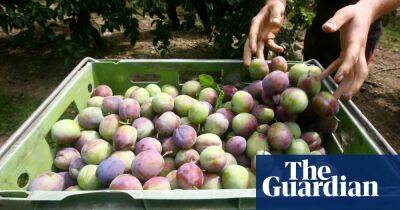 Indonesia to investigate claims fruit pickers charged thousands to work in Kent