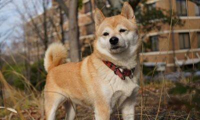 Shiba Inu’s new feat might leave investors mesmerized
