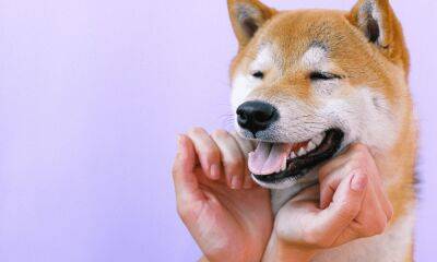 Shiba Inu, its burn rate, and Binance factor to take note of