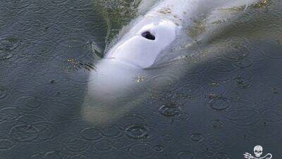 Whale stranded in River Seine: Rescuers move to try and save the life of dangerously thin beluga