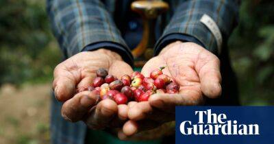 Yemen’s coffee farmers bid to win over baristas to their heritage beans