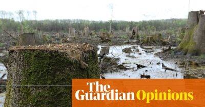 Burning forests for energy isn’t ‘renewable’ – now the EU must admit it