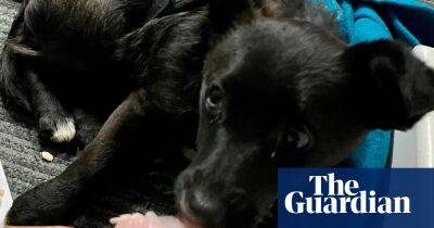 Trainee rail conductor rescues puppy on tracks mid-lesson