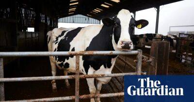 War, drought, staff shortages: why the price of milk has soared in the UK