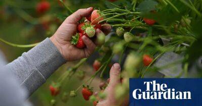 Farm workers on UK seasonal visas to be guaranteed 32 hours a week