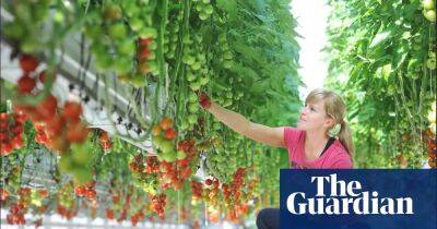 ‘We have to pay more for food’: Britain’s biggest tomato farmer on the runaway costs of growing