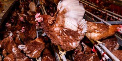 Mounting Cost of Bird Flu: 48 Million Dead Chickens and Some Very Expensive Eggs