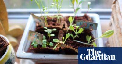 Salad shortage in the UK? Try growing your own for fun and flavour