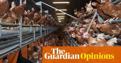 Why are eggs so expensive? Because an avian flu killed 43 million hens last year