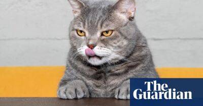 Cat-astrophe? Whiskas pet food criticised over shrinking servings