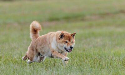 Shiba Inu gets another exchange listing; this is how SHIB reacted