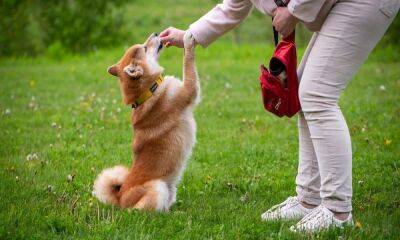 Shiba Inu: Negative sentiments rise; trend reversal seems likely, here’s why
