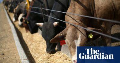 UK to import high-carbon beef and low-welfare pork in trade deals