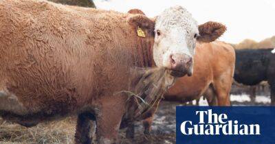 British cows could be given ‘methane blockers’ to cut climate emissions
