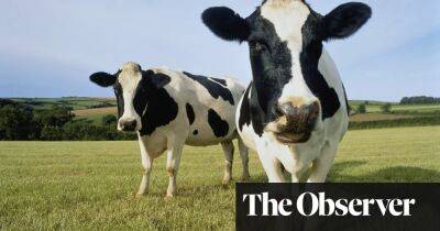 Bucolic scenes on UK milk adverts hide reality of life for ‘battery cows’
