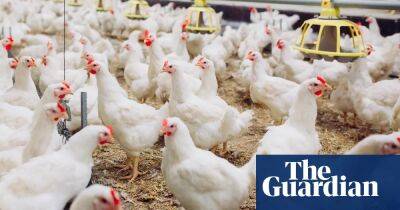 ‘It’s absolutely dire’: why UK chicken farmers want to call it a day