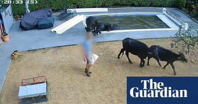 Couple get payout after water buffaloes fall into Essex swimming pool