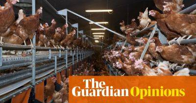 I’ve campaigned for decades against the horrific lives factory-farmed chickens lead – but now there’s hope